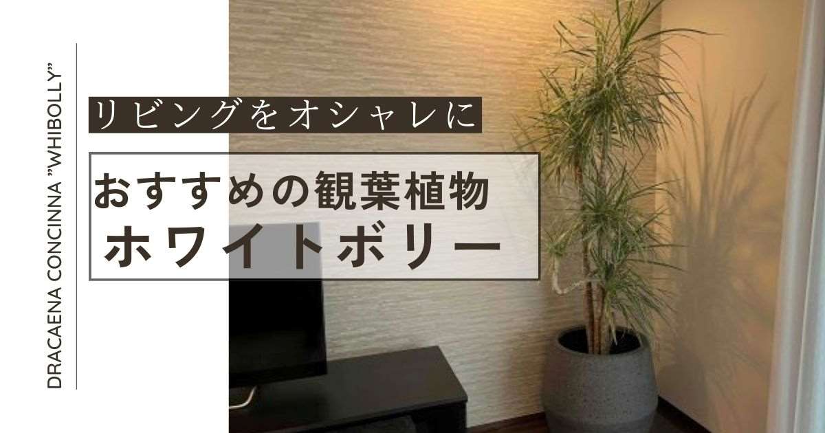 リビングをオシャレに見せる観葉植物～ホワイトボリー～ - ミオの